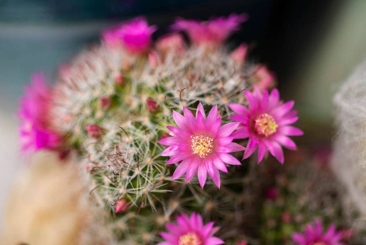 Delicate pink blooms pop each spring from a small succulent commonly known as a powder puff cac ...