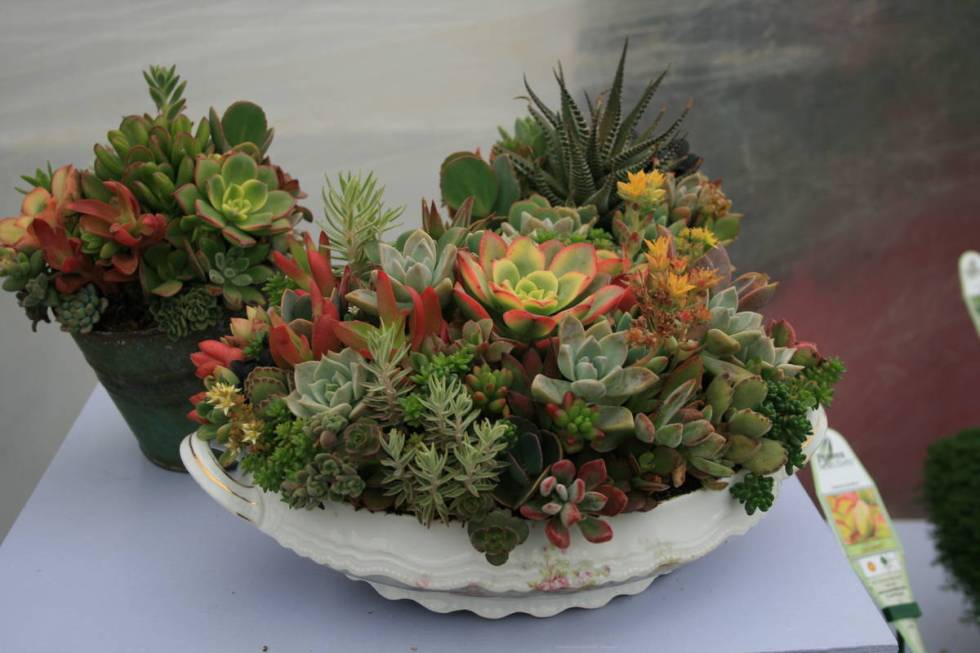 Succulents show off their sculptural beauty in containers. (Maurice “M.L.” Robinson)