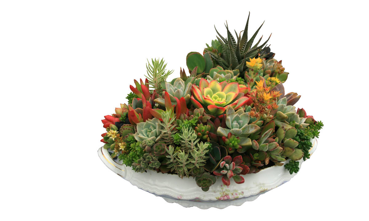 Succulents show off their sculptural beauty in containers. (Maurice “M.L.” Robinson)