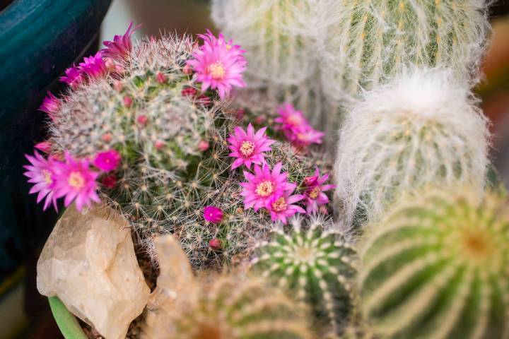 Blooms pop each spring from a succulent commonly known as a powder puff cactus. Cacti and succu ...