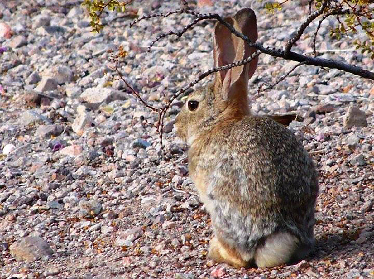 Desert cottontails often are seen eating plants early in the morning. (Natalie Burt)