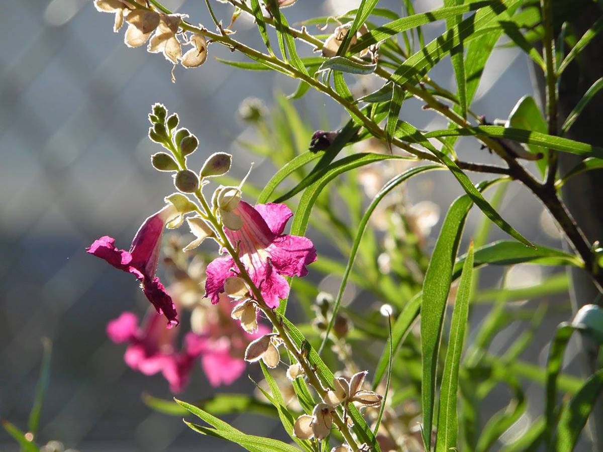 Desert willow blooms are a hummingbird favorite. (Natalie Burt)