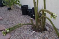 Watering a large area under large cactuses helps keep them stable and keeps them from falling o ...