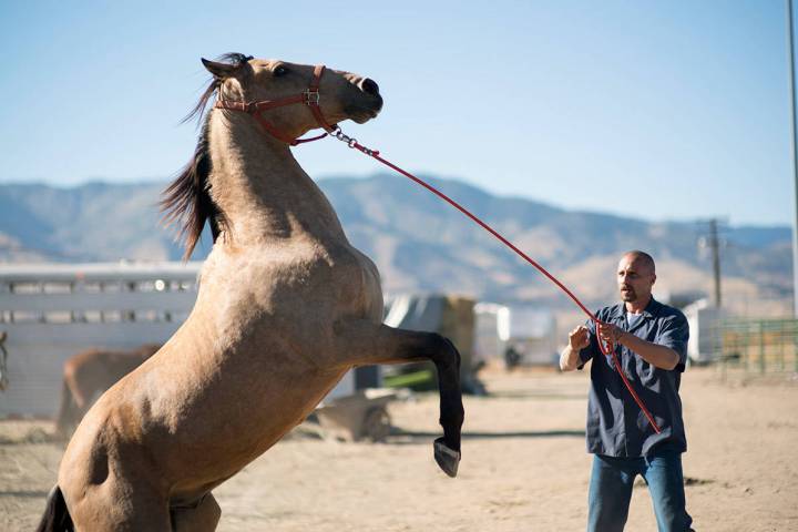 "The Mustang" was filmed at the Nevada State Prison in Carson City. (Focus Features)