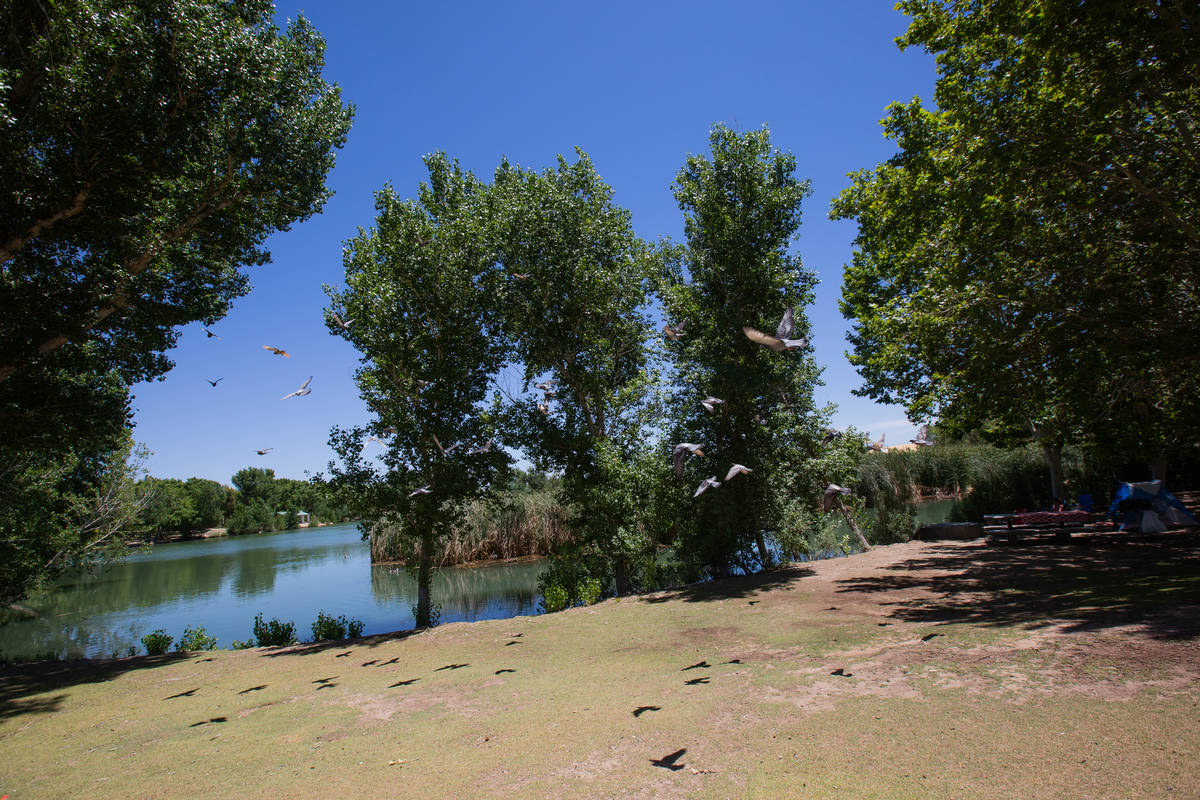 Birds fly over one of the lakes in Floyd Lamb Park in Las Vegas on Friday, June 19, 2020. (Chri ...