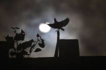 A crow sits on roof of a house as the sun forms crescent during solar eclipse in New Delhi, Ind ...