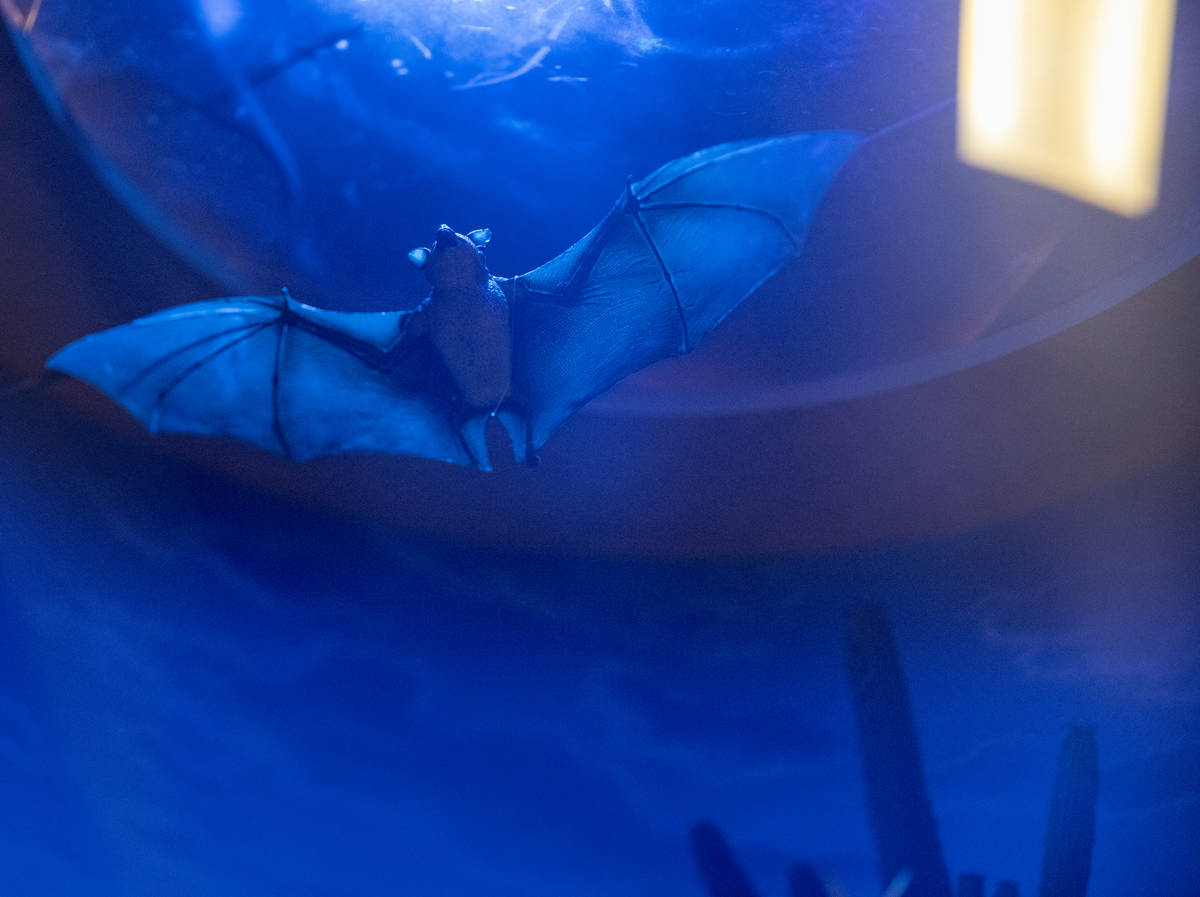 A model of bats is displayed at the new exhibit at the Las Vegas Natural History Museum, In the ...