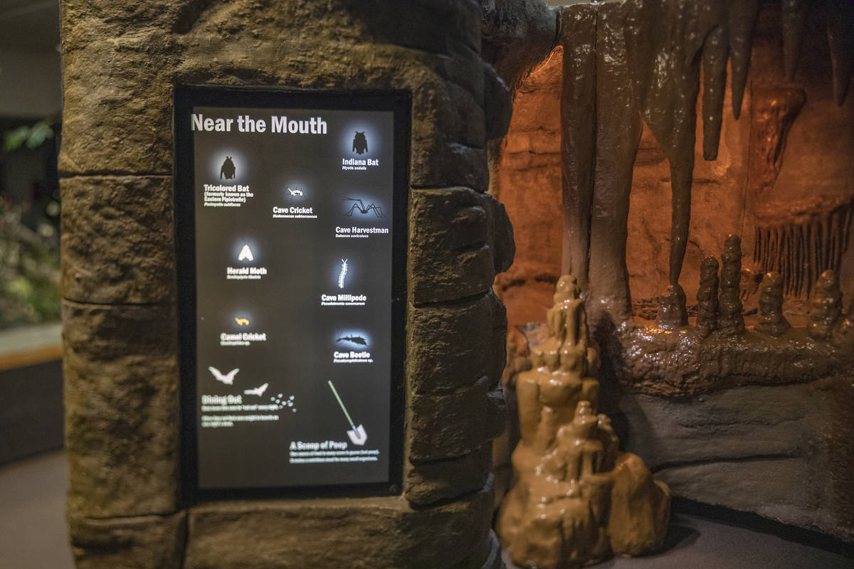 The new exhibit at the Las Vegas Natural History Museum, In the Dark, is seen in Las Vegas on T ...
