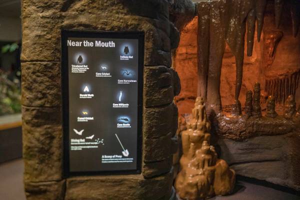 The new exhibit at the Las Vegas Natural History Museum, In the Dark, is seen in Las Vegas on T ...