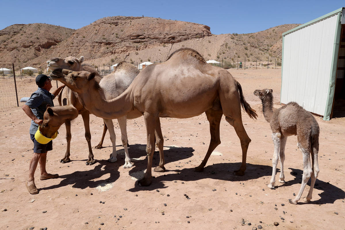 Baby camel Darlene, who was born Friday, June 26, roams Camel Safari in Bunkerville as owner Gu ...