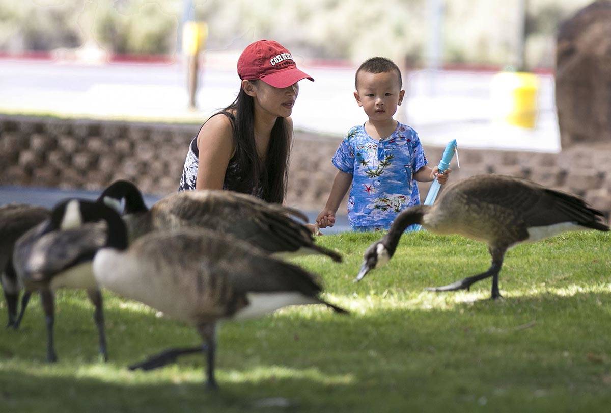 Darren Li, 2, and his mother Eva watch as a flock of geese walk past them at Sunset Park on Wed ...