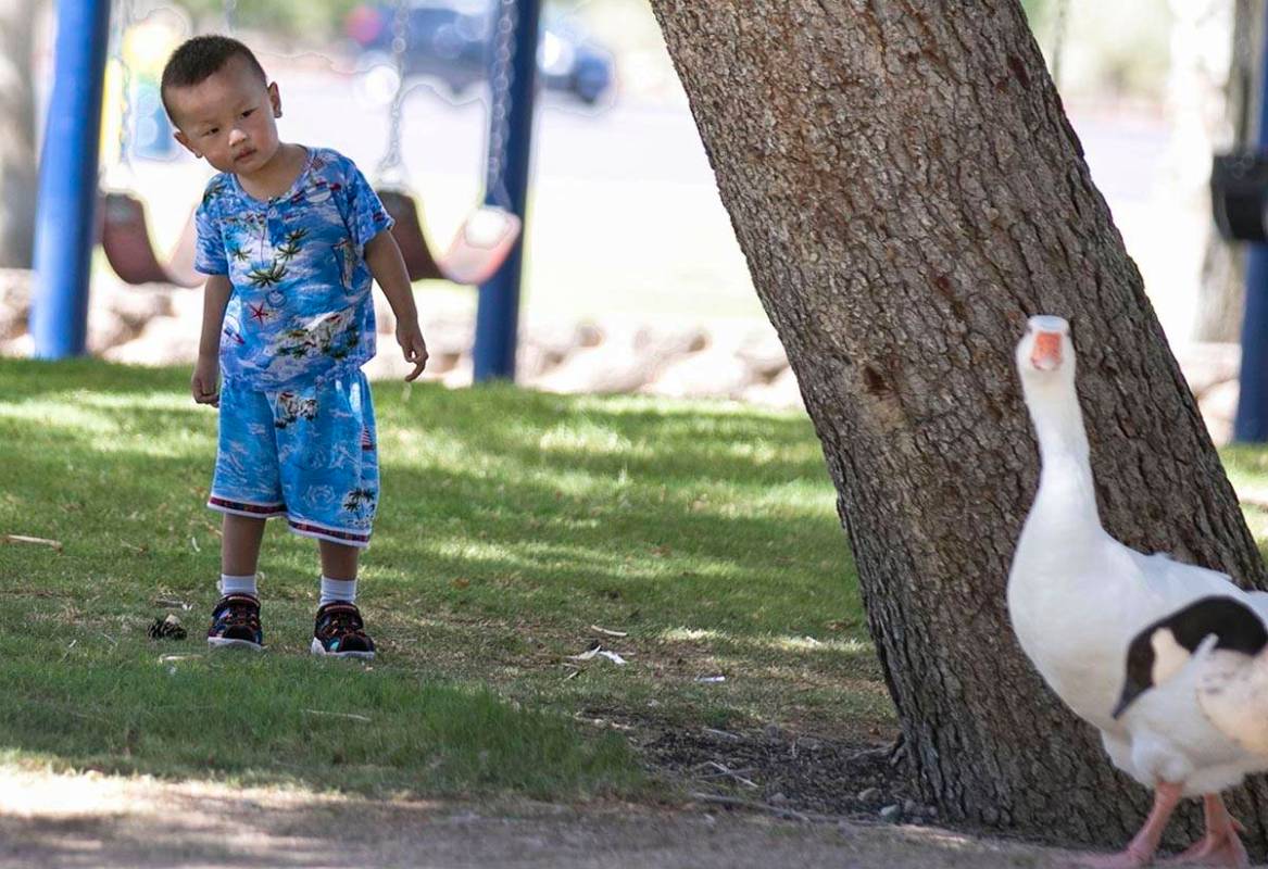 Darren Li, 2, takes a closer look at geese as they walk past him at Sunset Park on Wednesday, J ...