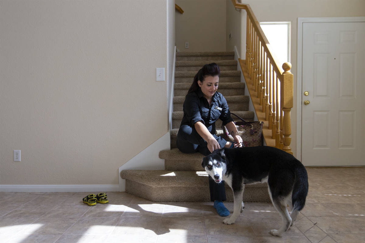 Alexis Cossman is greeted by her roommate's dog, Bella, while she puts on her shoes before head ...