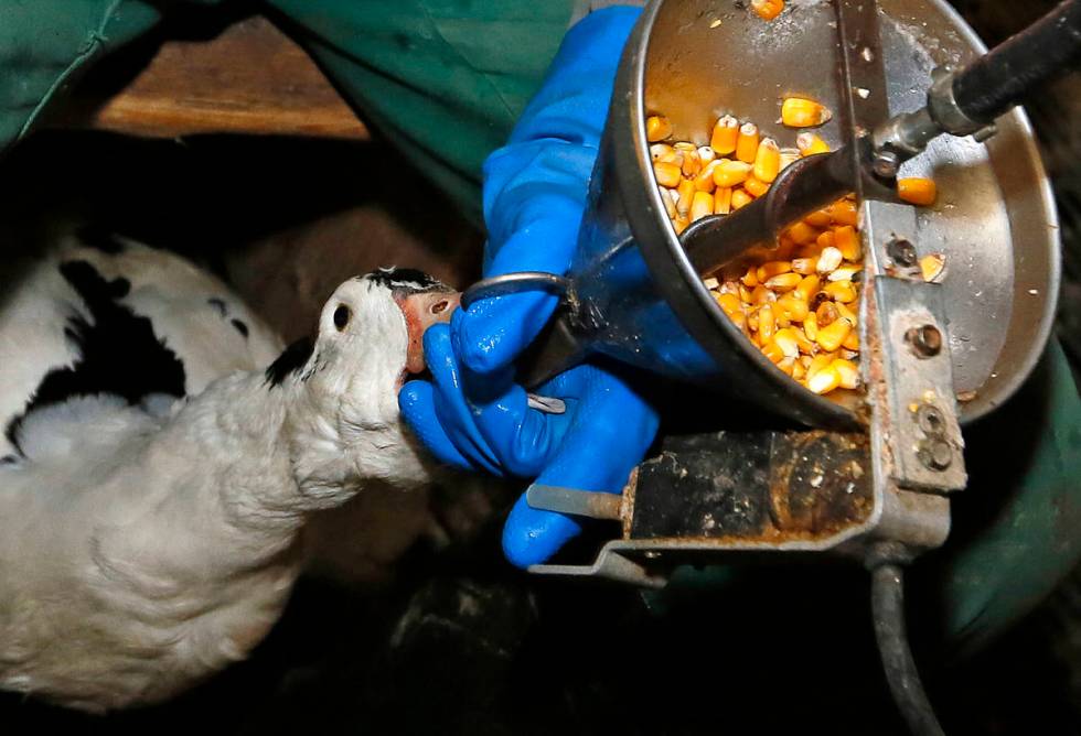 FILE - In this Dec. 8, 2016, file photo, foie gras producer Robin Arribit force-feeds a duck wi ...