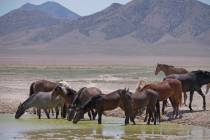 Wild horses drink from a watering hole outside Salt Lake City in 2018. (AP Photo/Rick Bowmer)