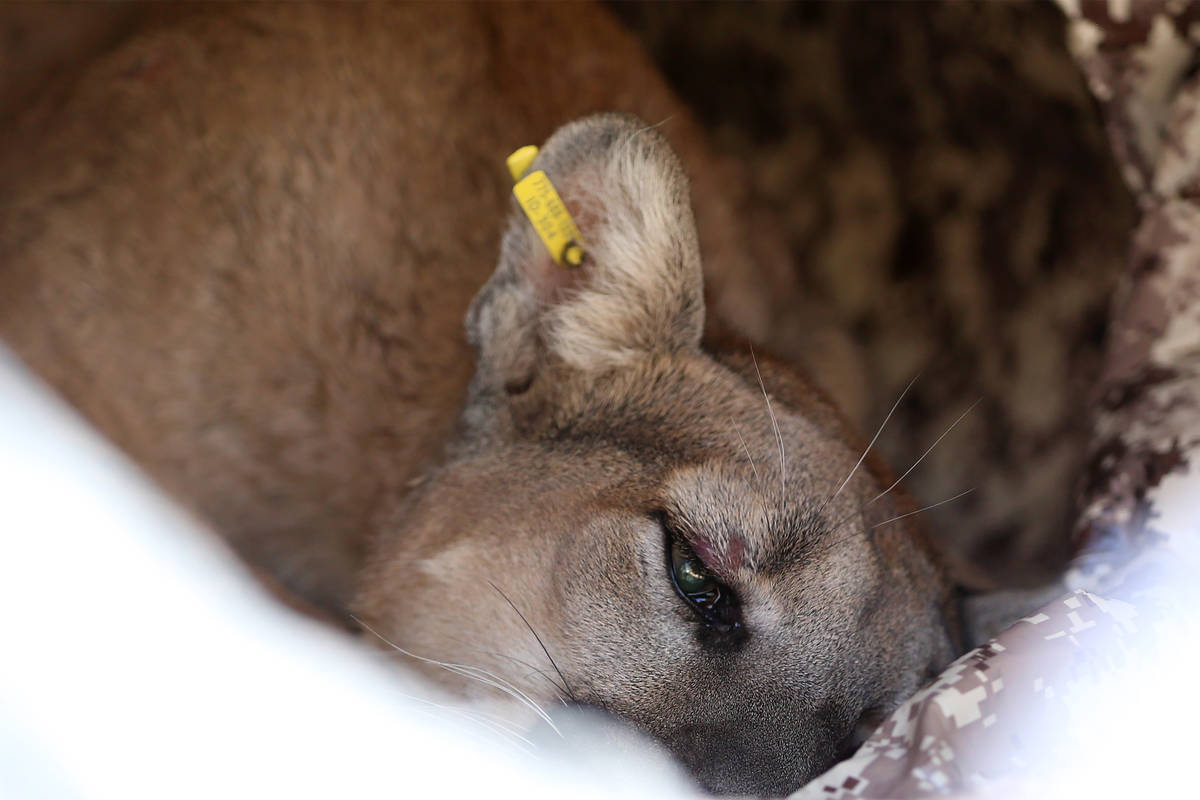 A mountain lion lays tranquilized inside an animal control vehicle at The Paseos community near ...