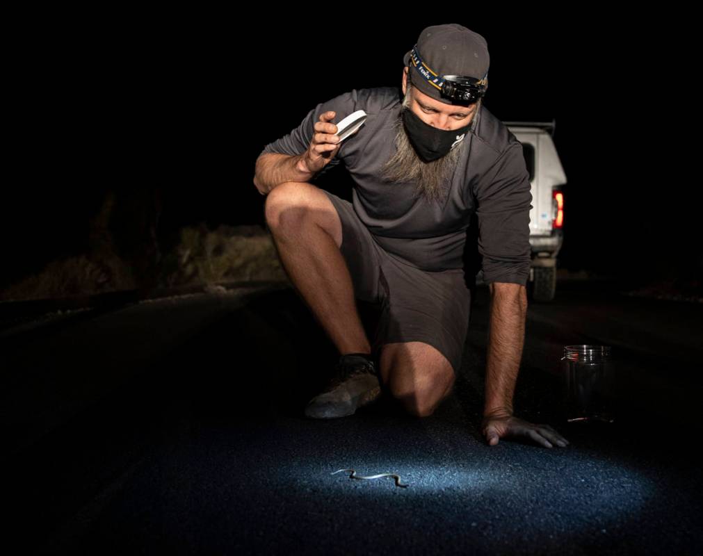 Jason Jones, Nevada's state herpetologist, observes a night snake during a species survey at Re ...