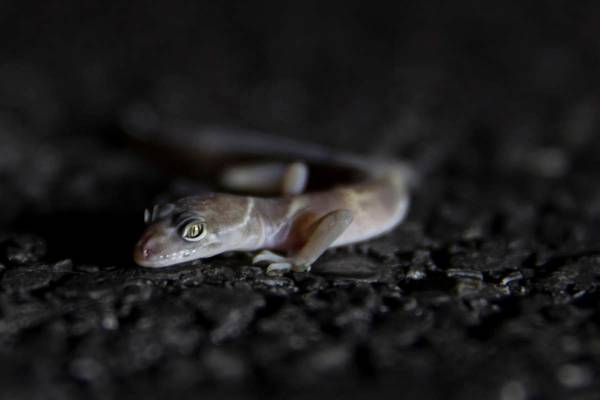 A gecko is collected and documented during a species survey at Red Rock Canyon National Conserv ...