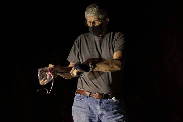 Bob McKeever collects a coach whip snake during a species survey at Red Rock Canyon National Co ...