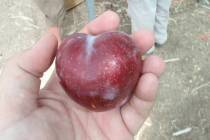 In Las Vegas, pluots are normally harvested from the end of July to the first or second week of ...
