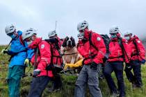 Sixteen volunteers from Wasdale mountain rescue team take turns to carry 121lb St Bernard dog, ...