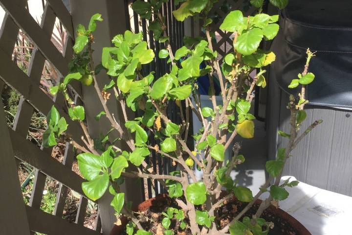 This hibiscus is getting too large for its container. (Bob Morris)