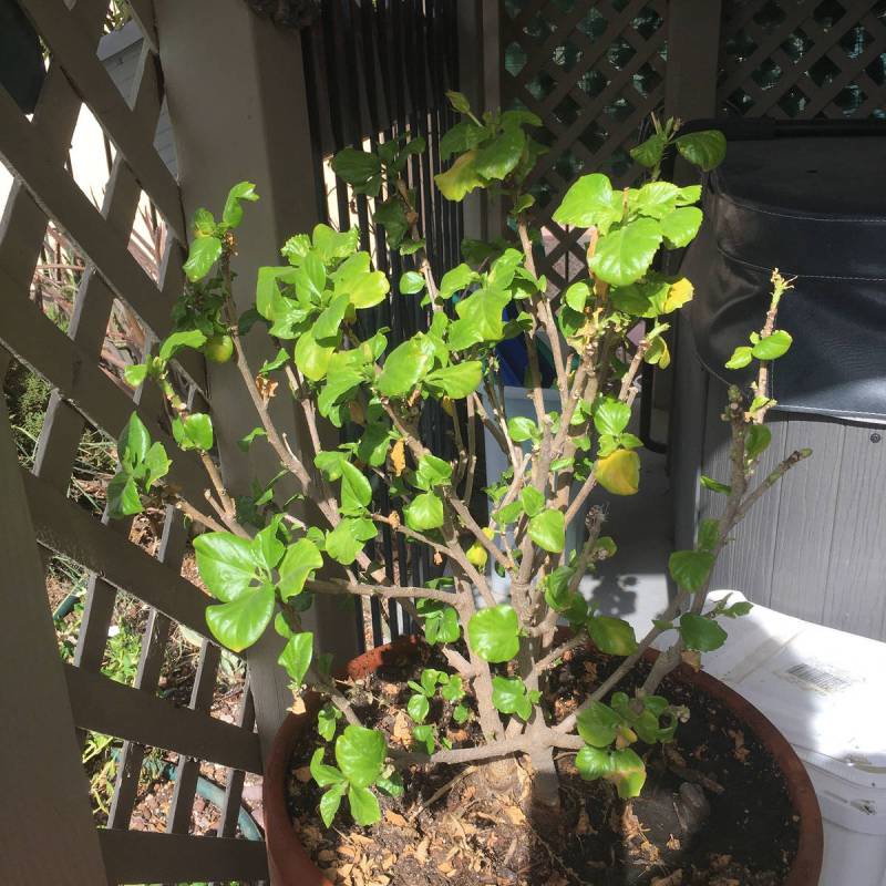 This hibiscus is getting too large for its container. (Bob Morris)