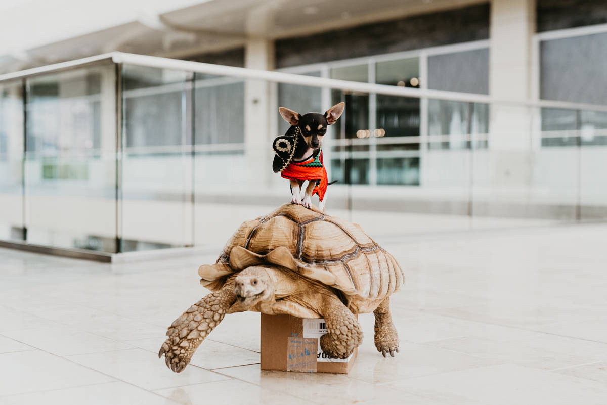 Zippy, a Sulcata Tortoise, and St. Pete, a Chihuahua, teamed up to represent May in the 2020 Do ...