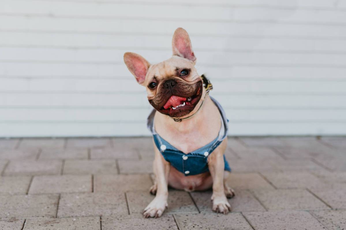 Tyrion, a 2-year-old French bulldog, was Mr. June in the 2020 Dogs of Downtown Summerlin calendar.
