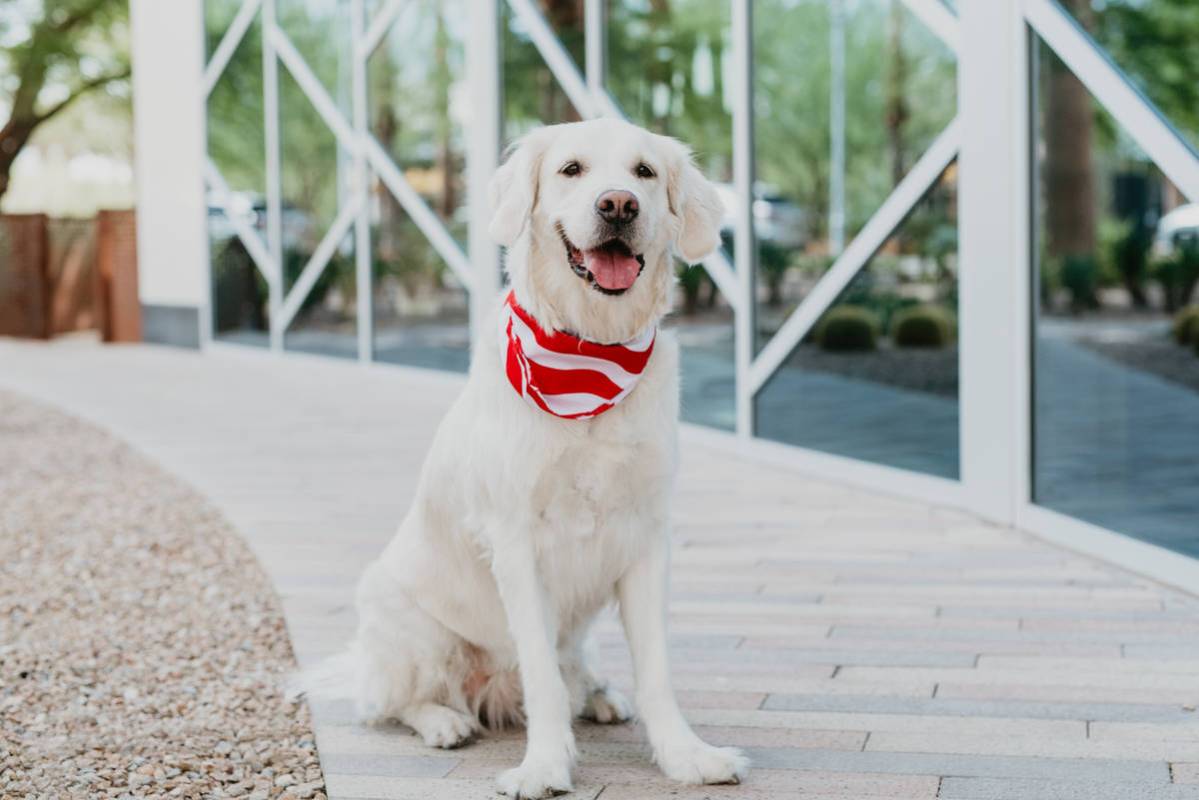 Bianca represented September in the 2020 Dogs of Downtown Summerlin calendar.