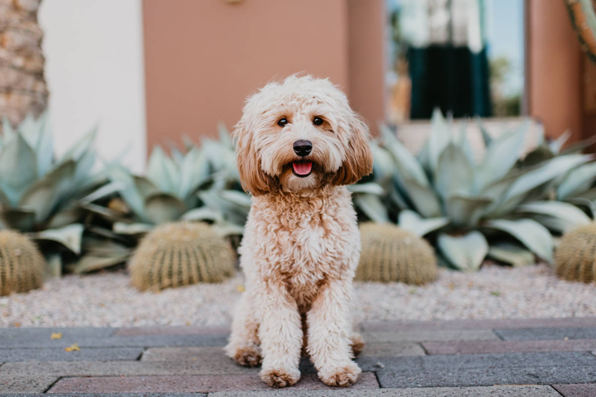Poppy Darling, 2, was Miss January in the 2020 Dogs of Downtown Summerlin calendar.