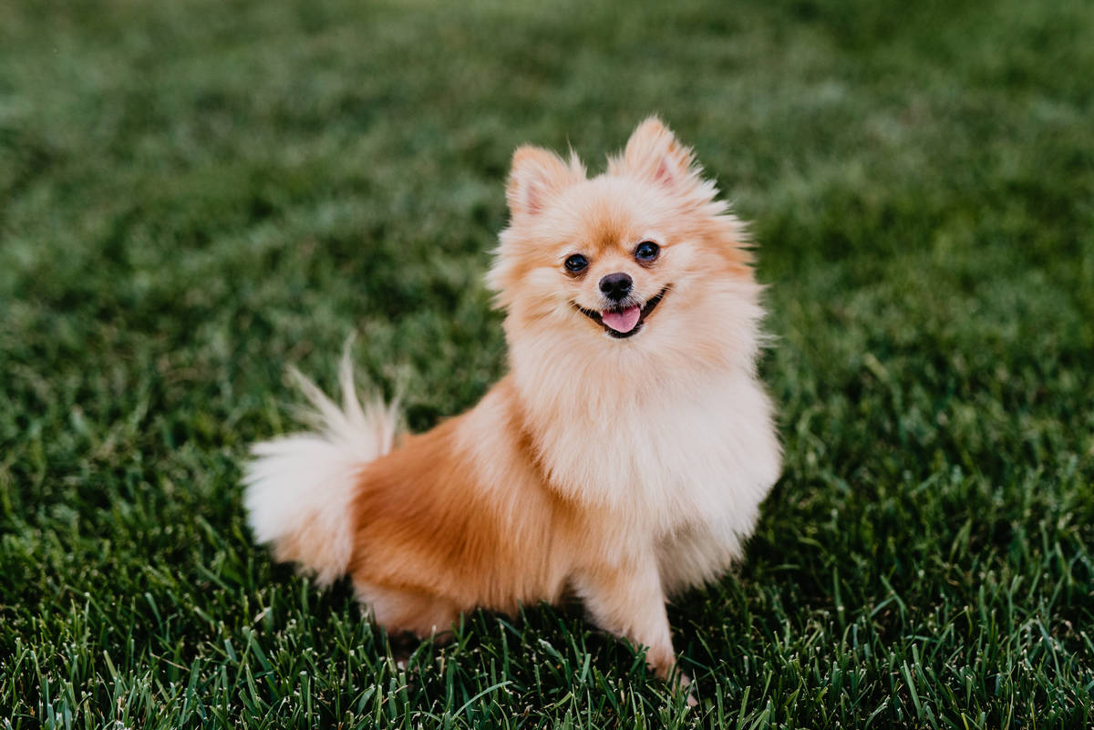 Skai, a 3-year-old Pomeranian, celebrated July in the 2020 Dogs of Downtown Summerlin calendar.