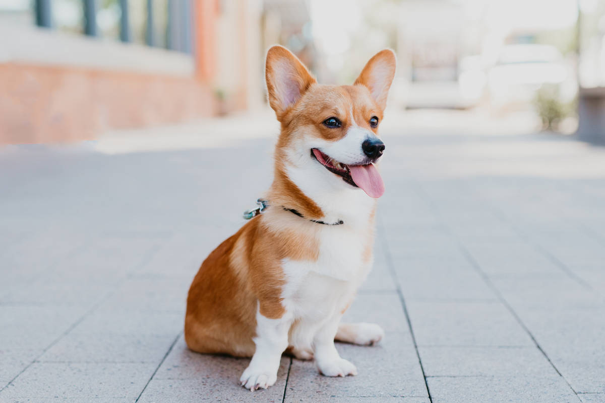 Moose, a year-old Corgi, represented February in the 2020 Dogs of Downtown Summerlin calendar.