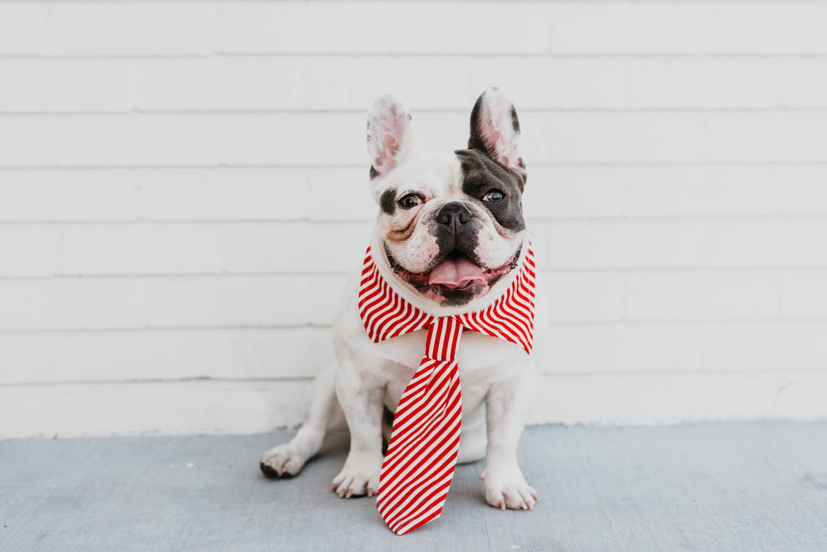 King Louis was Mr. March in the 2020 Dogs of Downtown Summerlin calendar. Photo by Bethany Paig ...