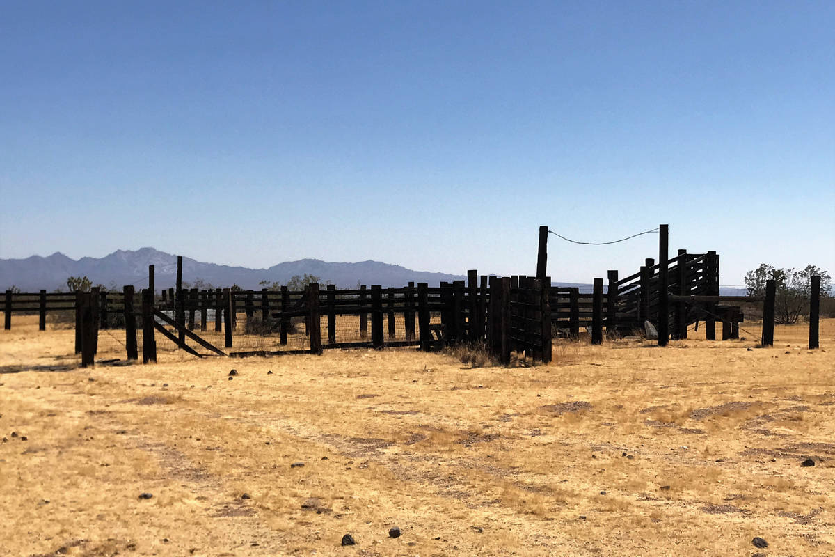 When hunting doves in the desert, something as simple as an old corral will attract mourning do ...