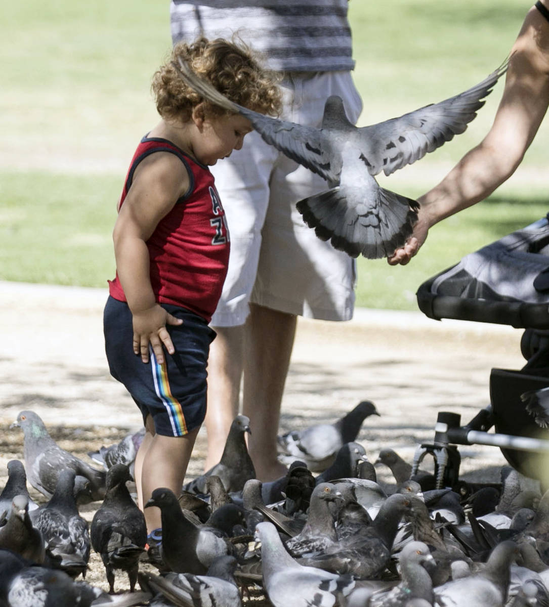 Erick Stetler, 2, watches as his grandmother, who declined to give her name, feeds birds at Sun ...