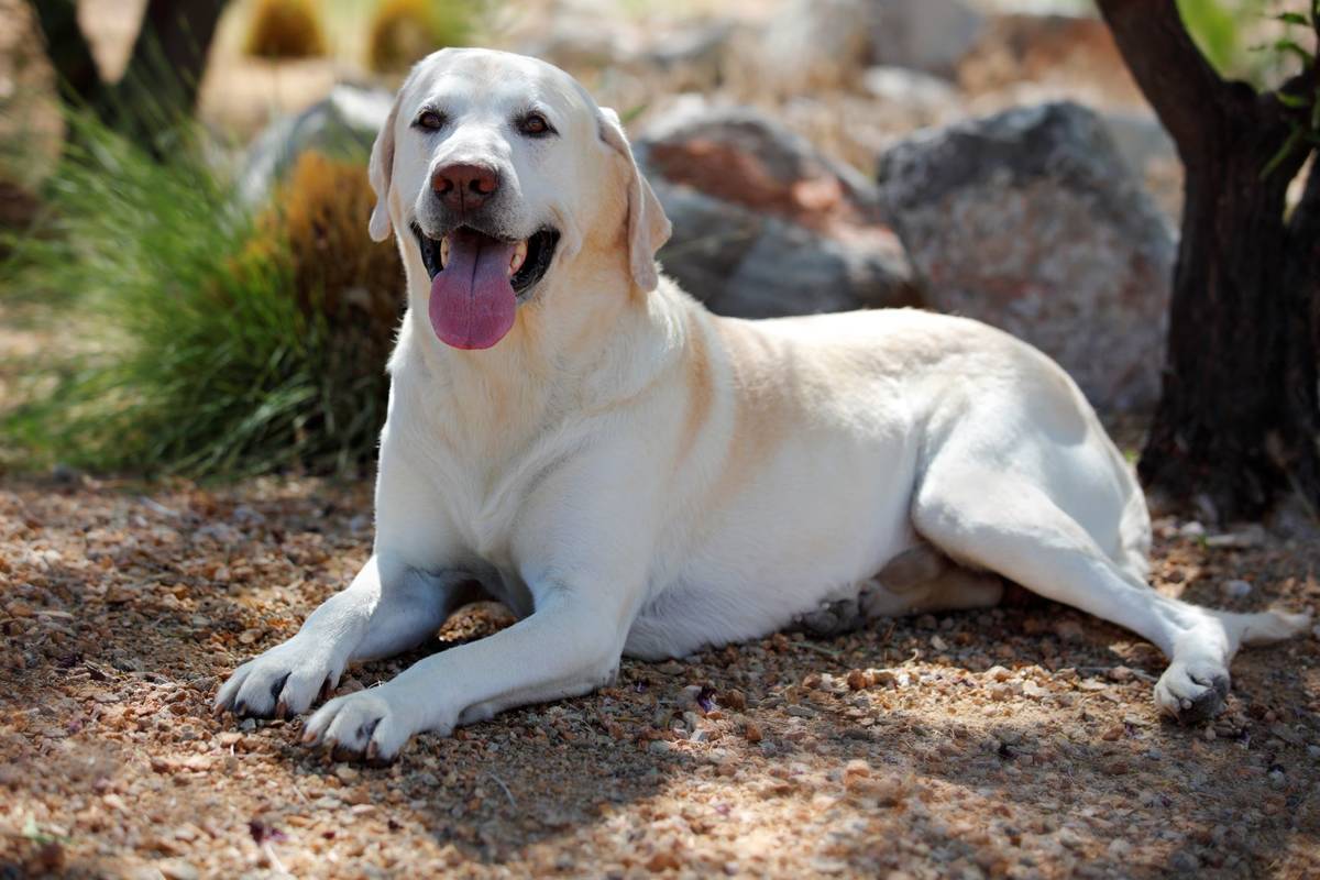 Arthur, a 7-year-old yellow Labrador Retriever from Henderson (Priceweber)
