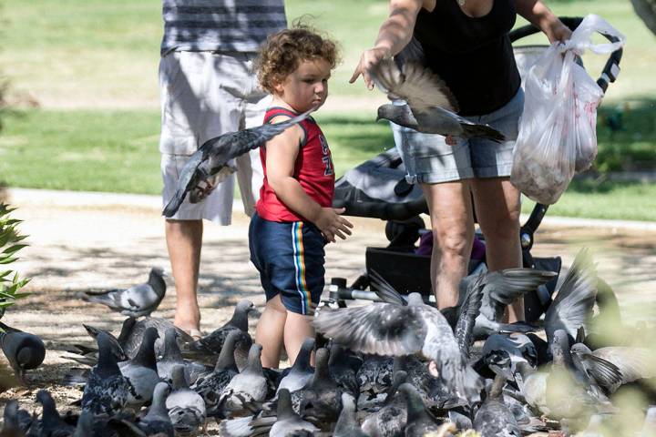 Erick Stetler, 2, watches as his grandmother, who declined to give her name, feeds birds at Sun ...