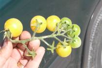 Snow White tomatoes are a medium-large variety of cherry tomato. Cherry, grape and pear tomatoe ...