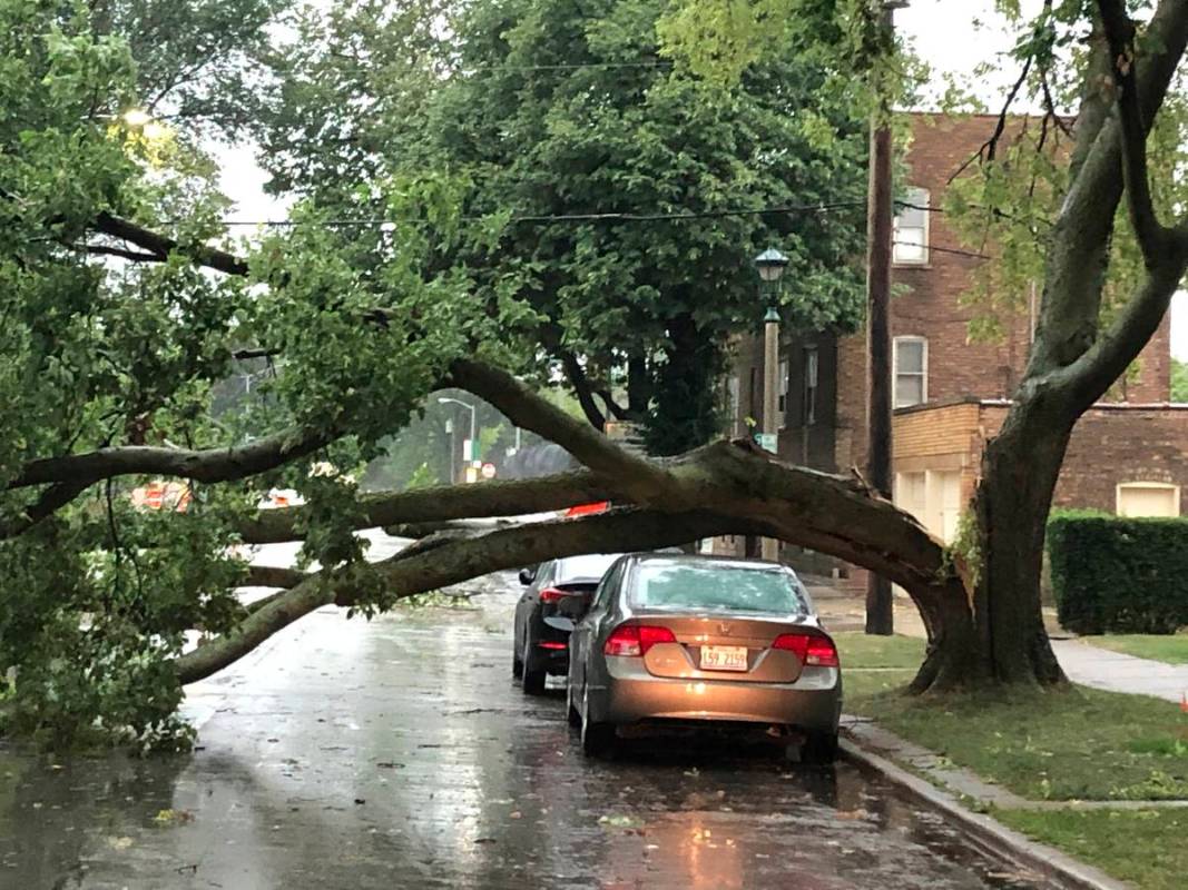 Part of a tree that had split at the trunk lies on a road in Oak Park, Ill., while also appeari ...