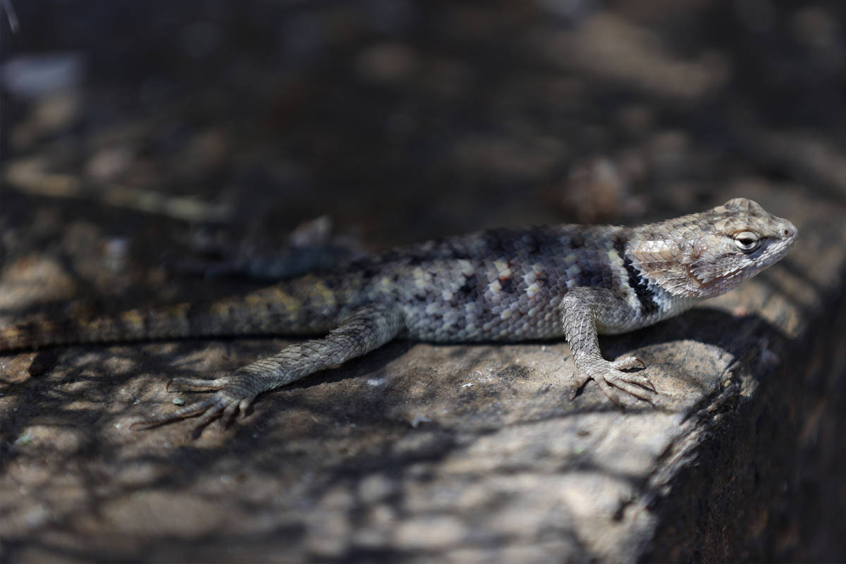 A lizard at the Desert National Wildlife Refuge in Las Vegas, Wednesday, Aug. 12, 2020. (Erik V ...