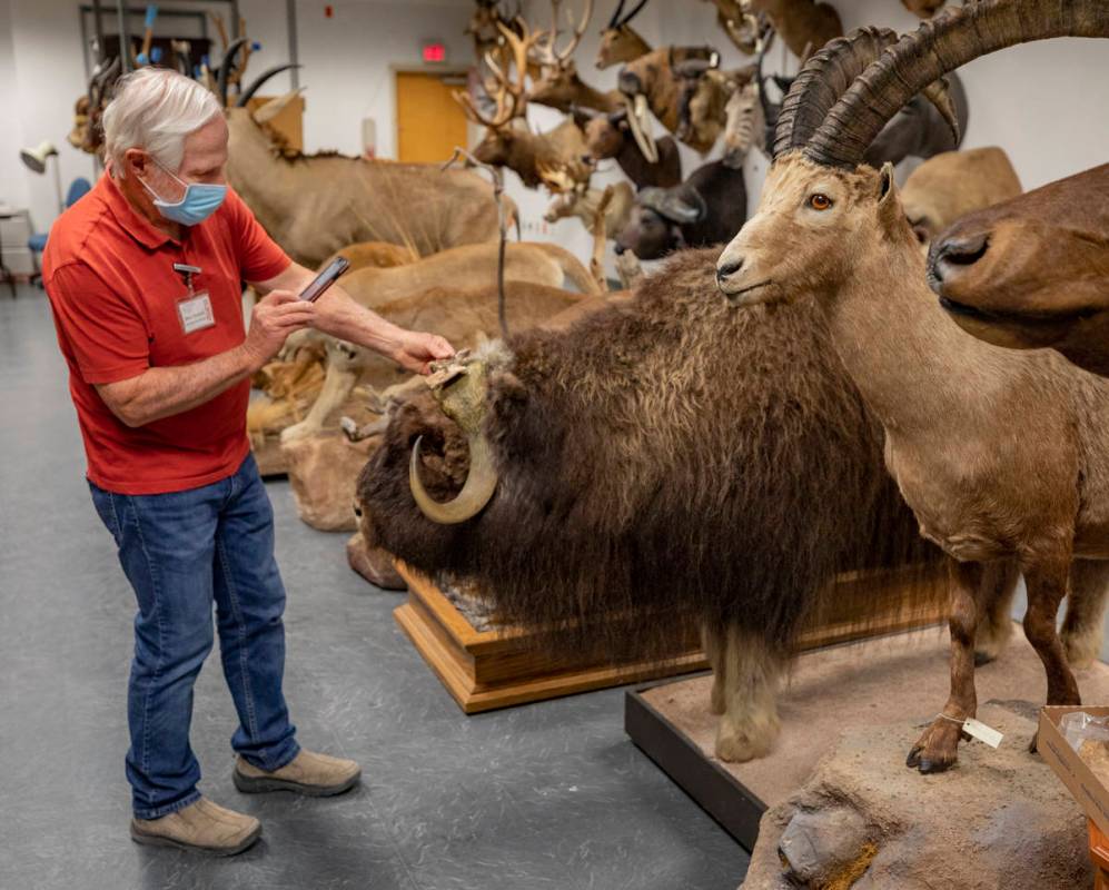 Steve Rowland, paleontologist and professor of geology at UNLV, holds a fossil up to a muskox t ...