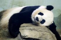 FILE - In this Aug. 23, 2015 file photo, The Smithsonian National Zoo's Giant Panda Mei Ziang, ...