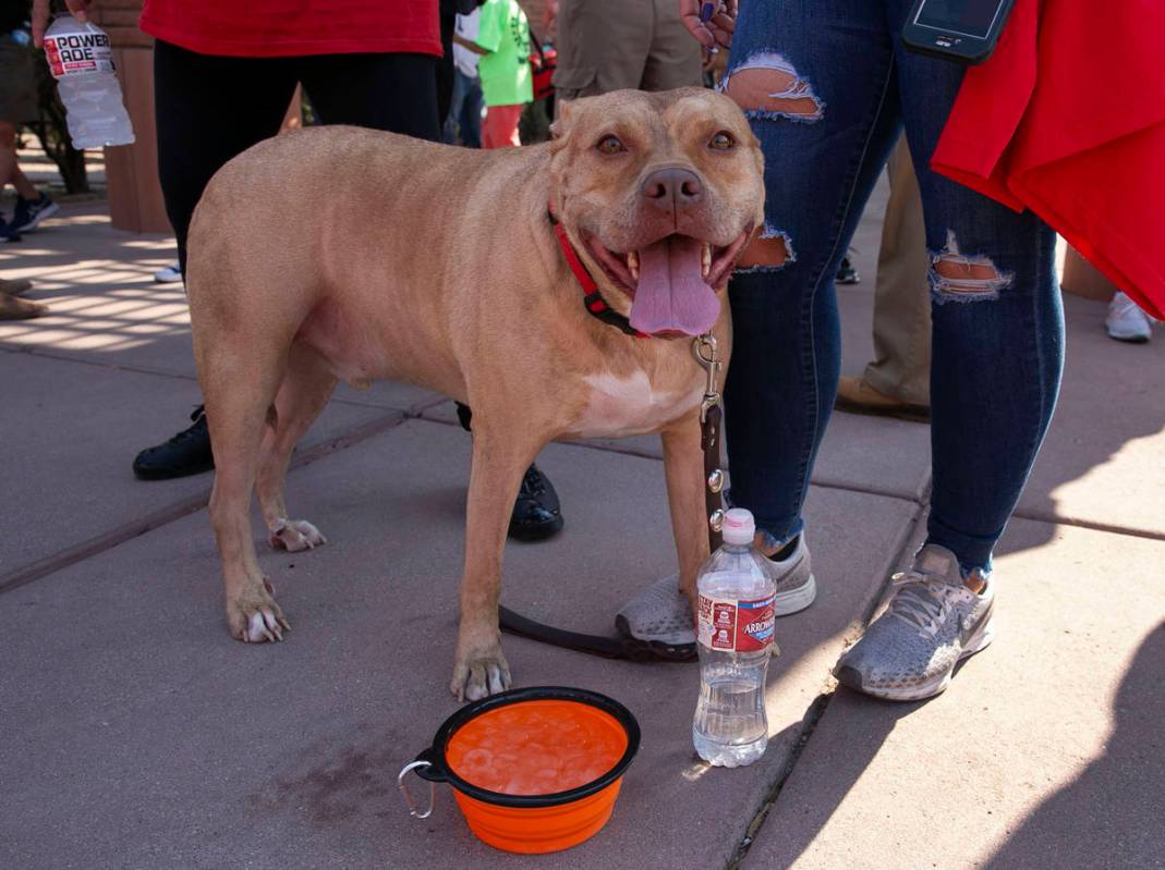 Alfredo reacts to the heat as he stands next to his owner Melonie Morales outside of the Clark ...