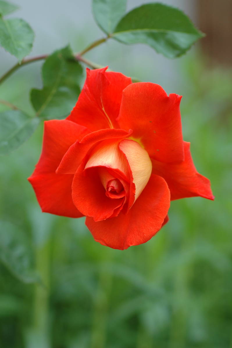 Roses do not need daily watering, even during the hottest days. (Bob Morris)