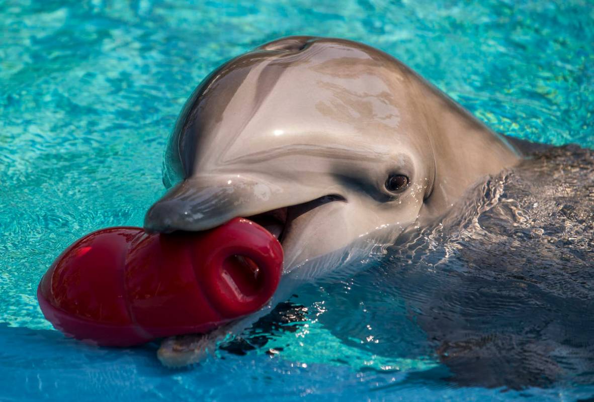 A dolphin plays with a toy within Siegfried & Roy's Secret Garden and Dolphin Habitat as th ...