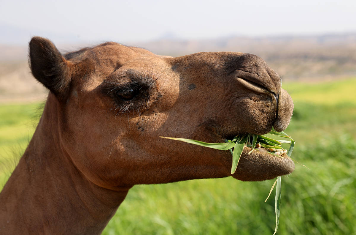 Pebbles has a snack at Camel Safari in Bunkerville. (K.M. Cannon/Las Vegas Review-Journal) @KMC ...