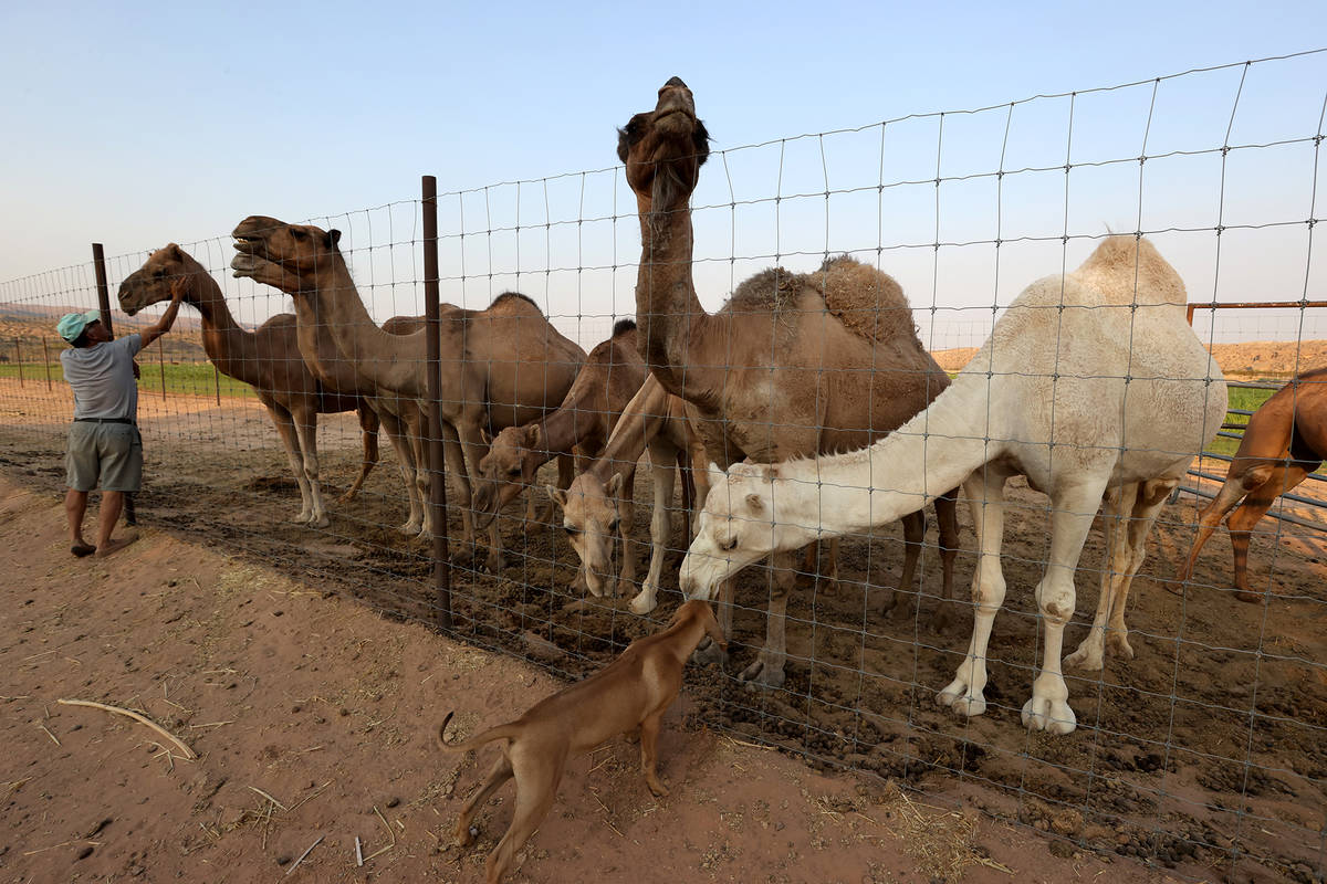 Guy Seeklus, owner of Camel Safari in Bunkerville, pets some of his camels. (K.M. Cannon/Las Ve ...
