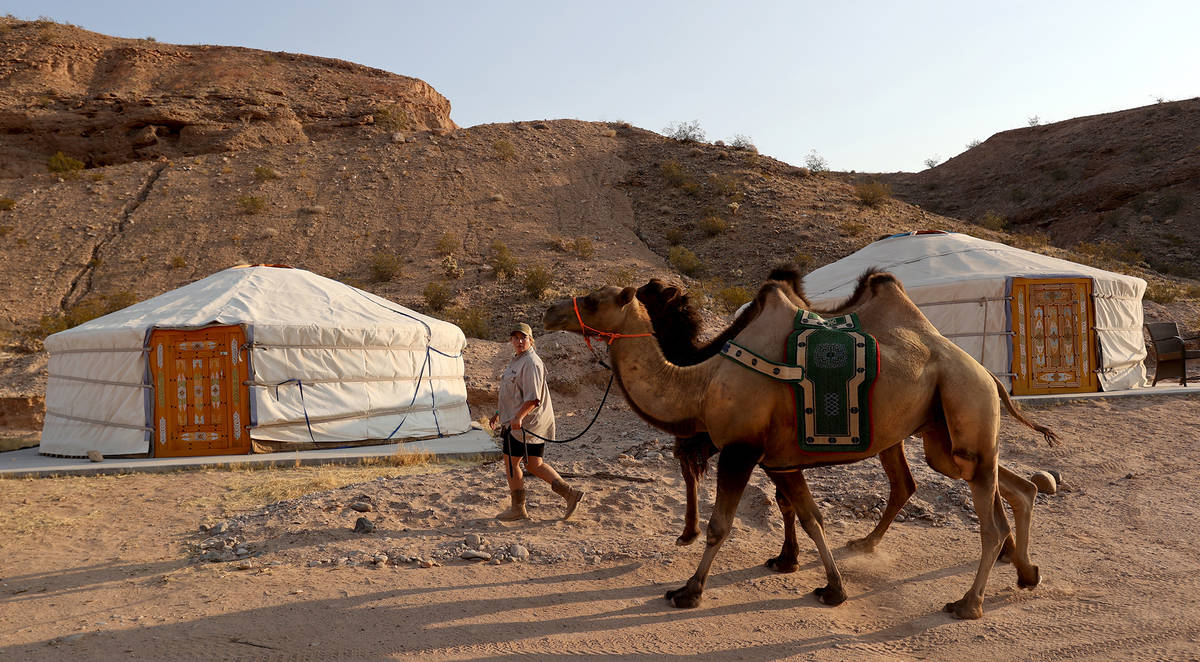 Rent a Mongolian ger at Camel Safari in Bunkerville, where visitors can interact with animals s ...