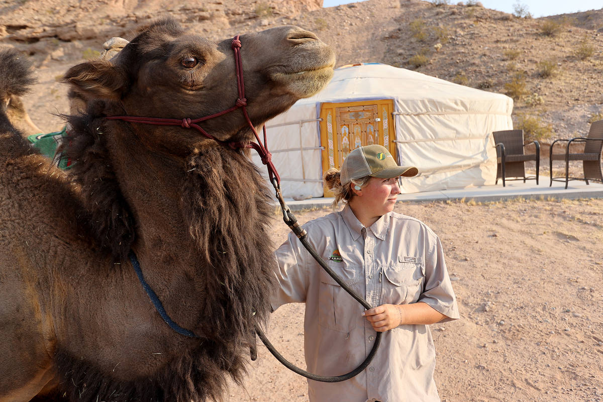 Alex Imbach, animal care manager, at Camel Safari in Bunkerville, with Rafiki. (K.M. Cannon/Las ...